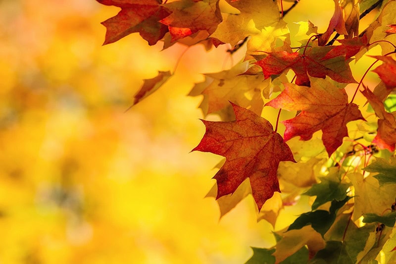 Fall leaves against an orange background, How Do I Get My Furnace & Heat Pump Ready for Winter? | Dana's