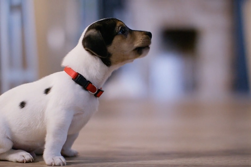 Puppy wearing a red collar and sitting on a wood floor, Video - Does Indoor Air Quality Affect My Pet? | Dana's Heating